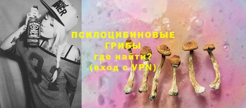 Псилоцибиновые грибы Cubensis  Георгиевск 